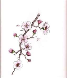 Stem of cherry clossom