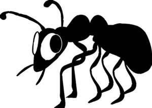 Black ant with big eyes