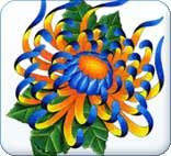 Blue and orange chrysanthemum