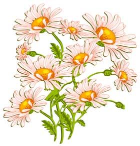Bouquet of daisies