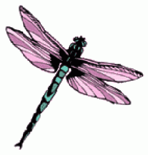 Dragonfly with pink wings