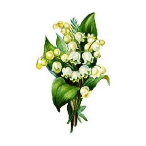 Lily of the valley