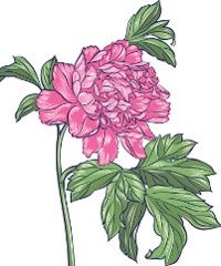 Pink peony with big leafs