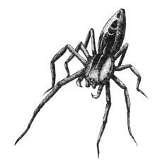 Spider with long legs