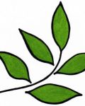Green leaf