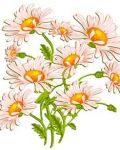 Bouquet of daisies