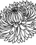 Chrysanthemum with many petals
