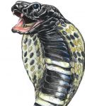 Cobra tattoo design