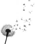 Idea for tattoo with dandelion