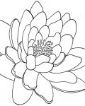 Outlines of chrysanthemum