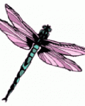Dragonfly with pink wings