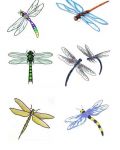 Dragonsflies tattoo designs