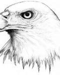 Big face of eagle.