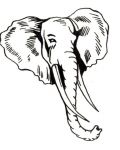 Head of elephant