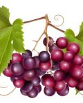 Colourful grape design