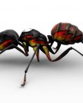 Design with 3D ant