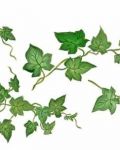 Design with green ivy