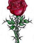 Long red rose