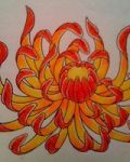 Orange chrysanthemum