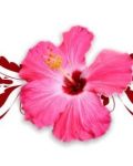 Pink hibiscus with patterns