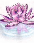 Pink lotus on the water