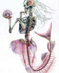 Mermaid skeleton