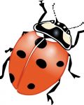 Big ladybug