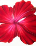Red hibiscus in big size