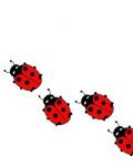 Seven ladybugs