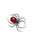 Spider with red heart