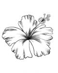 White hibiscus