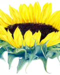 Beutiful yellow sunflower