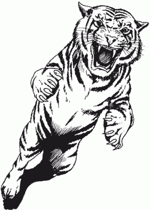 Tiger in attack