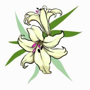 Two lilies in creamy colour